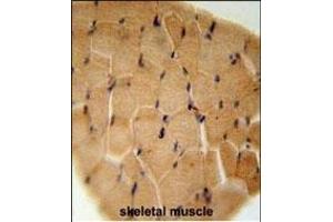 GGNBP2 Antibody (C-term) (ABIN651560 and ABIN2840301) immunohistochemistry analysis in formalin fixed and paraffin embedded human skeletal muscle followed by peroxidase conjugation of the secondary antibody and DAB staining. (GGNBP2 抗体  (C-Term))