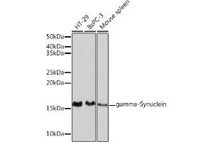 Western blot analysis of extracts of various cell lines, using gamma-Synuclein Rabbit mAb (ABIN3016563, ABIN3016564, ABIN1680688 and ABIN1680689) at 1:1000 dilution. (SNCG 抗体)