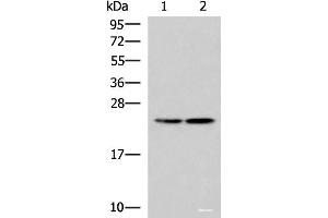 Western blot analysis of A549 and A172 cell lysates using RGS2 Polyclonal Antibody at dilution of 1:1350 (RGS2 抗体)