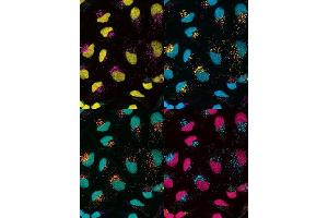 Immunofluorescence using ModDetect™. (ModDetect® Phosphorothioate Panel)