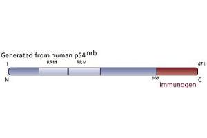 Image no. 3 for anti-Non-POU Domain Containing, Octamer-Binding (NONO) (AA 368-471) antibody (ABIN968451) (NONO 抗体  (AA 368-471))