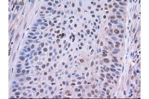 Image no. 6 for anti-Epithelial Cell Adhesion Molecule (EPCAM) (AA 24-265) antibody (ABIN1491256) (EpCAM 抗体  (AA 24-265))
