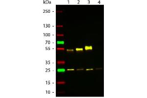 Western Blot of ATTO 594 Rabbit Anti-Mouse IgG (gamma 1, 2a, 2b, 3) secondary antibody.