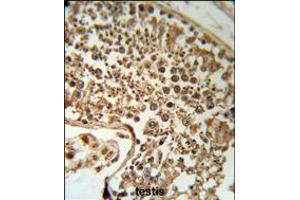 SERPINH1 Antibody (RB18953) IHC analysis in formalin fixed and paraffin embedded human testis tissue followed by peroxidase conjugation of the secondary antibody and DAB staining. (SERPINH1 抗体  (C-Term))