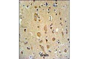 APITD1 Antibody IHC analysis in formalin fixed and paraffin embedded brain tissue followed by peroxidase conjugation of the secondary antibody and DAB staining. (APITD1 抗体  (AA 48-74))