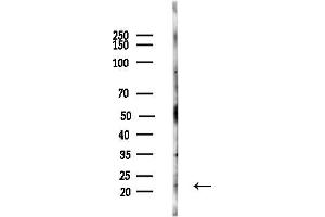 Western blot analysis of lysates from HepG2 cells(heat-shock,45 min treatment), using Musculin Antibody at 1/1000 dilution.