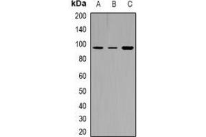Western blot analysis of TYRO3/MERTK (pY749/681) expression in HEK293T (A), H1688 (B), NIH3T3 EGF-treated (C) whole cell lysates. (MerTK/Tyro3 抗体  (C-Term, pTyr681, pTyr749))