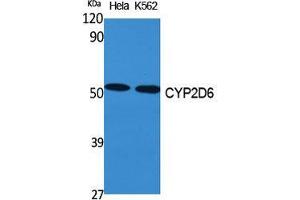 Western Blot (WB) analysis of specific cells using CYP2D6 Polyclonal Antibody. (CYP2D6 抗体  (Internal Region))