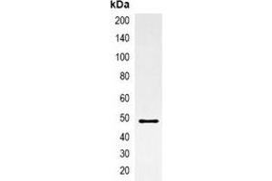 Immunoprecipitation of AmCyan-tagged protein from HEK293T cells transfected with vector overexpressing AmCyan tag, using Anti-AmCyan-tag Antibody. (AmCyan 抗体)