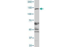 CSPG6 MaxPab polyclonal antibody. (SMC3 抗体  (AA 1-1217))