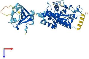 IFI44 Protein (AA 1-444) (His tag)