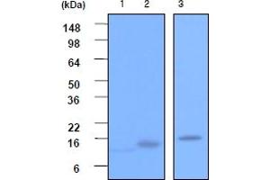 Western Blotting (WB) image for anti-Vesicle-Associated Membrane Protein 2 (Synaptobrevin 2) (VAMP2) (AA 1-89), (N-Term) antibody (ABIN317061) (VAMP2 抗体  (N-Term))