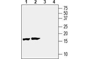 Western blot analysis of mouse (lanes 1 and 3) and rat (lanes 2 and 4) brain lysates: - 1,2. (beta Synuclein 抗体  (C-Term, Intracellular))