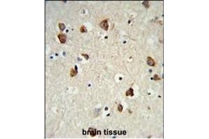 Formalin-fixed and paraffin-embedded mouse brain tissue reacted with RPS6KB2 Antibody, which was peroxidase-conjugated to the secondary antibody, followed by DAB staining. (RPS6KB2 抗体)