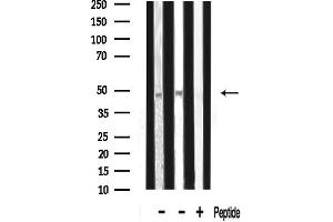 Western blot analysis of lysates from various samples, using L Antibody.