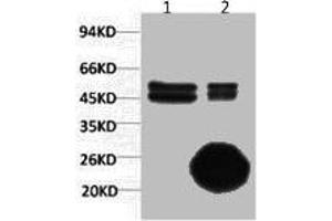 1) Input: Hela Cell Lysate 2) IP product: IP dilute 1:200 (CA9 抗体)