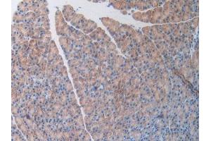DAB staining on IHC-P; Samples: Mouse Pancreas Tissue (OCEL1 抗体  (AA 1-86))