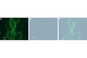 Immunocytochemistry (ICC) image for anti-Potassium Intermediate/small Conductance Calcium-Activated Channel, Subfamily N, Member 4 (KCNN4) (Extracellular) antibody (Atto 488) (ABIN7043463)