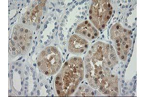Immunohistochemical staining of paraffin-embedded Human Kidney tissue using anti-NDEL1 mouse monoclonal antibody. (NDEL1 抗体)
