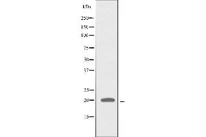 RPL27A 抗体  (C-Term)