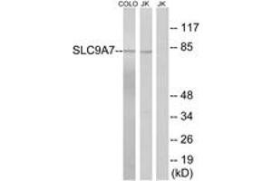 Western blot analysis of extracts from Jurkat/COLO cells, using SLC9A7 Antibody. (NHE7 抗体  (AA 531-580))