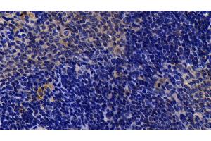 Detection of Bid in Rat Spleen Tissue using Polyclonal Antibody to BH3 Interacting Domain Death Agonist (Bid) (BID 抗体  (AA 1-195))