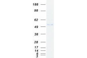 Validation with Western Blot (CBLC Protein (Transcript Variant 1) (Myc-DYKDDDDK Tag))