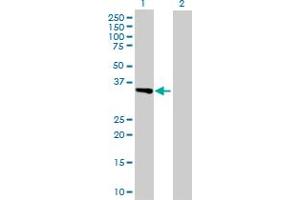 Western Blot analysis of ATF1 expression in transfected 293T cell line by ATF1 MaxPab polyclonal antibody. (AFT1 抗体  (AA 1-271))