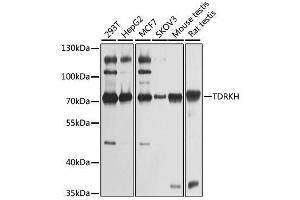 Western blot analysis of extracts of various cell lines, using TDRKH antibody. (TDRKH 抗体  (AA 36-355))