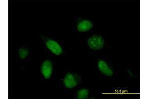 Immunofluorescence of purified MaxPab antibody to G10 on HeLa cell. (BUD31 抗体  (AA 1-144))