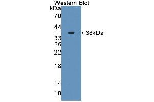 Detection of Recombinant PLSCR4, Human using Polyclonal Antibody to Phospholipid Scramblase 4 (PLSCR4) (PLSCR4 抗体  (AA 1-303))