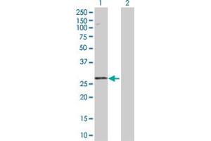 Western Blot analysis of STYX expression in transfected 293T cell line by STYX MaxPab polyclonal antibody.