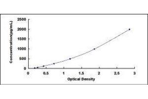 Stratifin (SFN) ELISA Kit