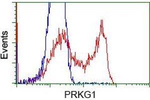HEK293T cells transfected with either RC220986 overexpress plasmid (Red) or empty vector control plasmid (Blue) were immunostained by anti-PRKG1 antibody (ABIN2453516), and then analyzed by flow cytometry. (PRKG1 抗体)