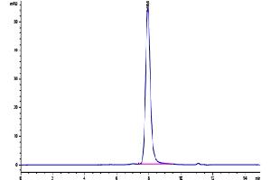 The purity of Biotinylated Moues GDF15 is greater than 95 % as determined by SEC-HPLC. (GDF15 Protein (AA 189-303) (Fc Tag,Biotin))