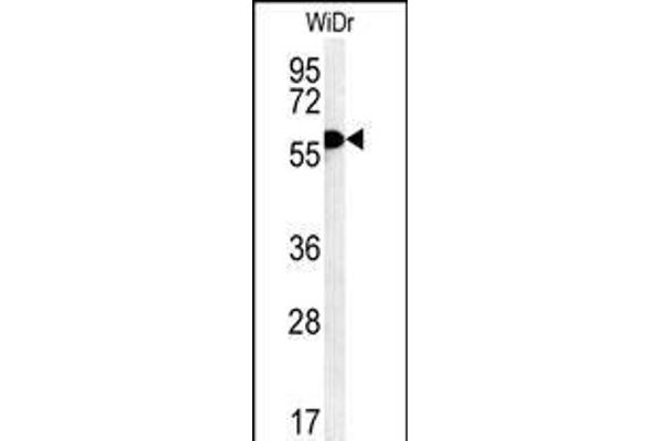 TANK antibody  (AA 88-114)