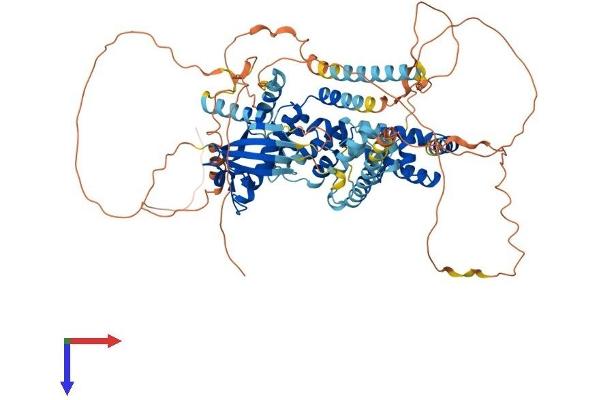 SATB1 Protein (AA 1-764) (His tag)