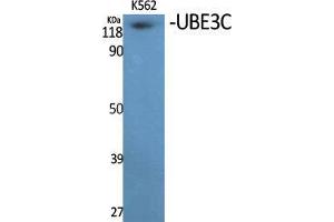 Western Blot (WB) analysis of specific cells using UBE3C Polyclonal Antibody. (UBE3C 抗体  (Internal Region))