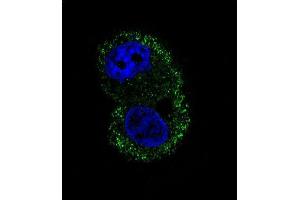 Confocal immunofluorescent analysis of ITA6 Antibody (ABIN658988 and ABIN2838034) with HepG2 cell followed by Alexa Fluor® 488-conjugated goat anti-mouse lgG (green). (ITGA6 抗体)