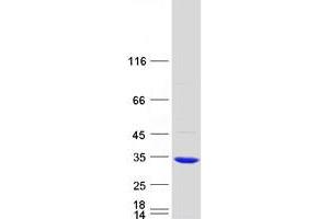 Western Blotting (WB) image for Glutathione S-Transferase omega 2 (GSTO2) protein (Myc-DYKDDDDK Tag) (ABIN2722286)