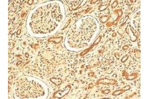 VPS41 polyclonal antibody  (4 ug/mL) staining of paraffin embedded human kidney. (VPS41 抗体  (Internal Region))