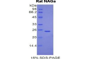SDS-PAGE analysis of Rat NAGa Protein. (NAGA 蛋白)