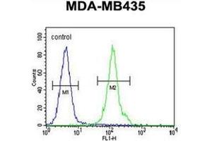 Flow cytometric analysis of MDA-MB435 cells using OR2L13 Antibody (C-term) Cat. (OR2L13 抗体  (C-Term))