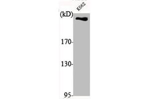 Western Blot analysis of K562 cells using DNA-PKCS Polyclonal Antibody (PRKDC 抗体  (C-Term))
