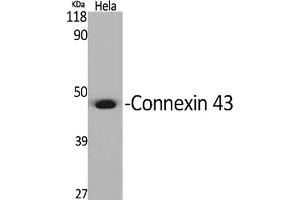 Western Blot analysis of various cells using Connexin 43 Polyclonal Antibody diluted at 1:2000. (Connexin 43/GJA1 抗体  (AA 310-390))