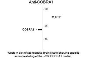 Image no. 1 for anti-Cofactor of BRCA1 (COBRA1) antibody (ABIN959404) (COBRA1 抗体)