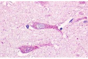 Image no. 1 for anti-G Protein-Coupled Receptor 19 (GPR19) (Cytoplasmic Domain) antibody (ABIN1048774) (GPR19 抗体  (Cytoplasmic Domain))