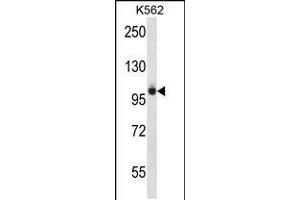 Western blot analysis in K562 cell line lysates (35ug/lane). (PTK2B 抗体  (AA 672-701))