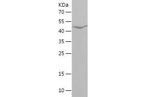 FUT9 Protein (AA 159-359) (His-IF2DI Tag)