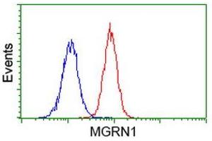 Image no. 3 for anti-Mahogunin, Ring Finger 1 (MGRN1) antibody (ABIN1499459) (Mahogunin RING Finger Protein 1 抗体)